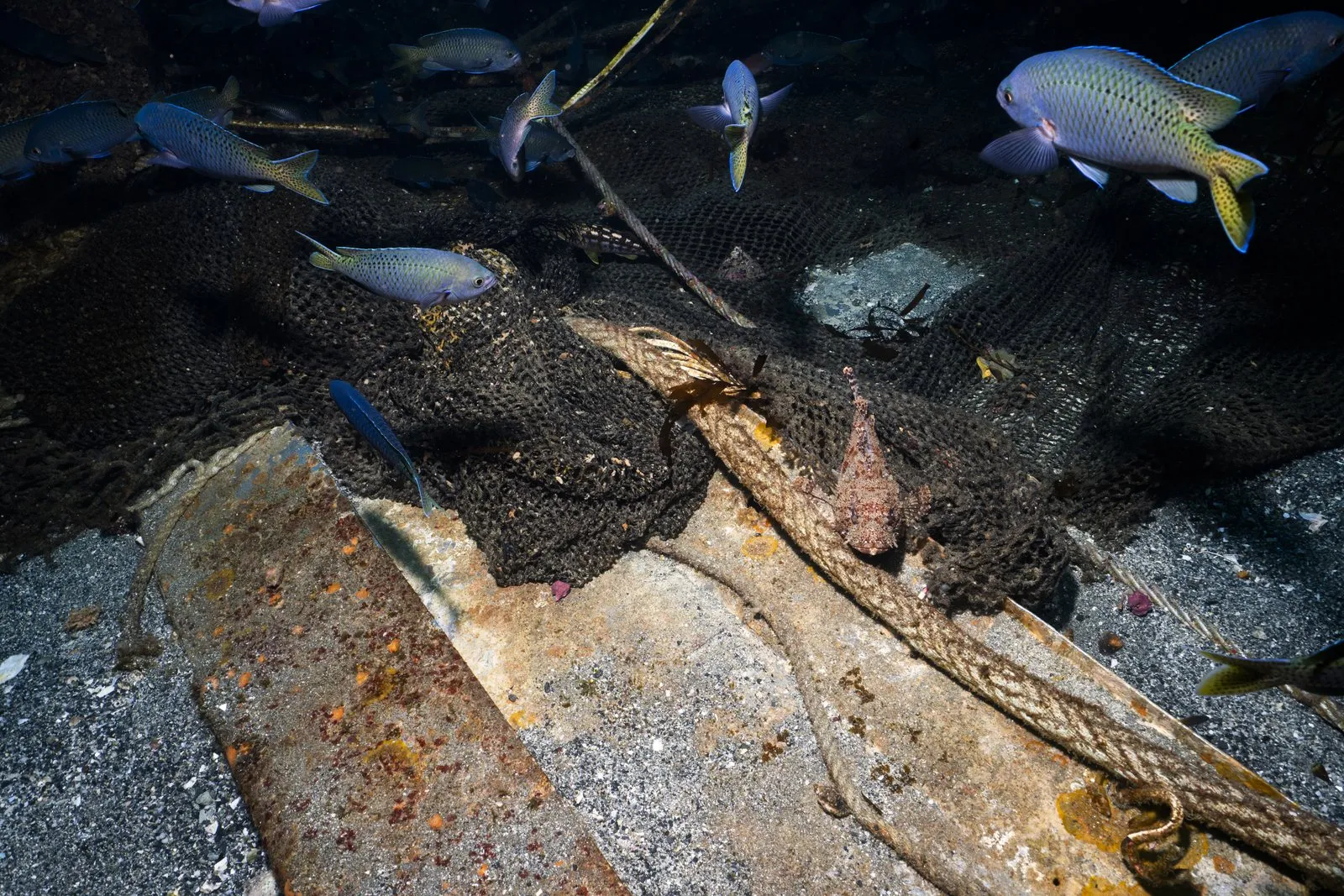 Life on the wreck: the reason the net has to come off.