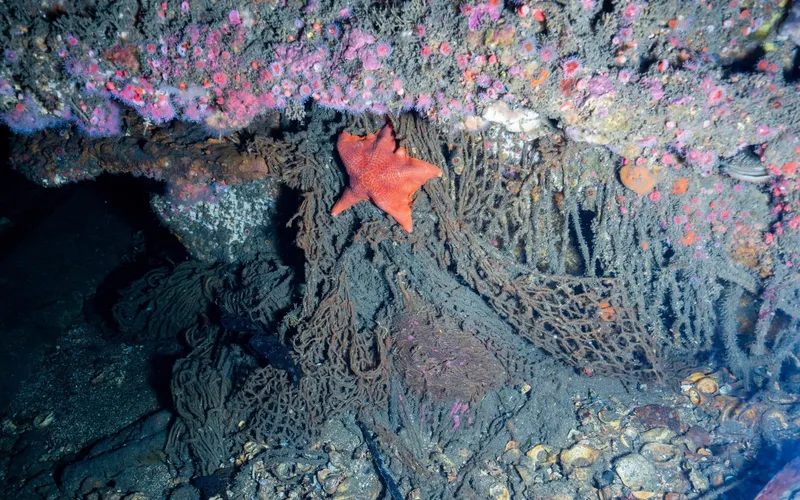 The Olympic — Ghost Diving USA